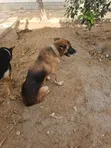Purebred German Shepherd, 6-12 Months Male - 1