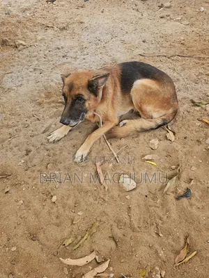 Purebred German Shepherd, 6-12 Months Male