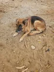 Purebred German Shepherd, 6-12 Months Male - 2
