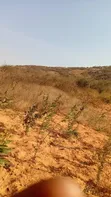 Land for Sale - 16, 30, 6 Acres in Ng'ong'ona, Dodoma - 4