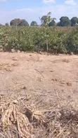 Land for Sale - 16, 30, 6 Acres in Ng'ong'ona, Dodoma - 5