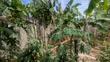 2 Bedroom House for Sale in Small Home Villa, Kunduchi - 3