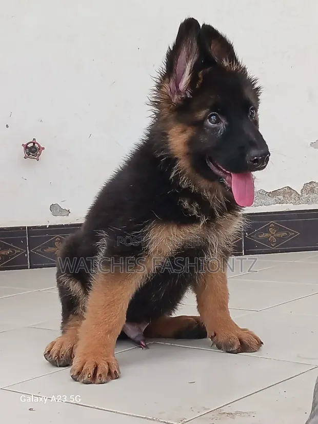 1-3 Month Male Purebred German Shepherd Puppy - 1