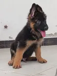 1-3 Month Male Purebred German Shepherd Puppy - 1