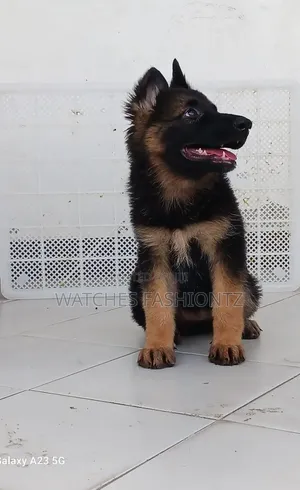 1-3 Month Male Purebred German Shepherd Puppy