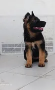 1-3 Month Male Purebred German Shepherd Puppy - 2