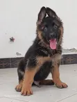 1-3 Month Male Purebred German Shepherd Puppy - 3