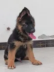 1-3 Month Male Purebred German Shepherd Puppy - 4