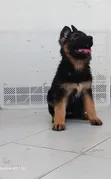 1-3 Month Male Purebred German Shepherd Puppy - 5