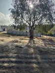 Plot for Sale Salasala Mwisho Wa Lami - 650 sqm - 5