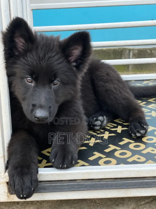 Female Purebred German Shepherd Puppy (1-3 Months) - 1