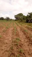 Eneo la Eka 10 Ufukweni Mbutu Kigamboni Linauzwa - 5