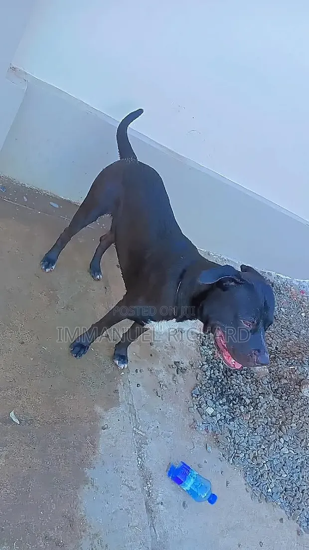 American Pit Bull Terrier Mwenye Umri wa Mwaka 1+ Jike Safi - 1