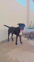 American Pit Bull Terrier Mwenye Umri wa Mwaka 1+ Jike Safi - 2