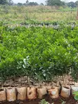 Various Tree Seedlings for Sale - 1