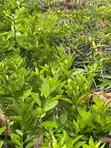 Various Tree Seedlings for Sale - 2