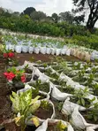 Various Tree Seedlings for Sale - 3