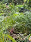 Various Tree Seedlings for Sale - 4