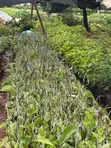 Various Tree Seedlings for Sale - 5