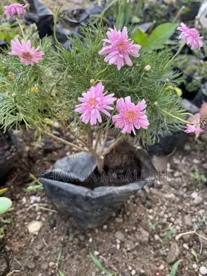 Pink Marguerite Daisies (Flowering)