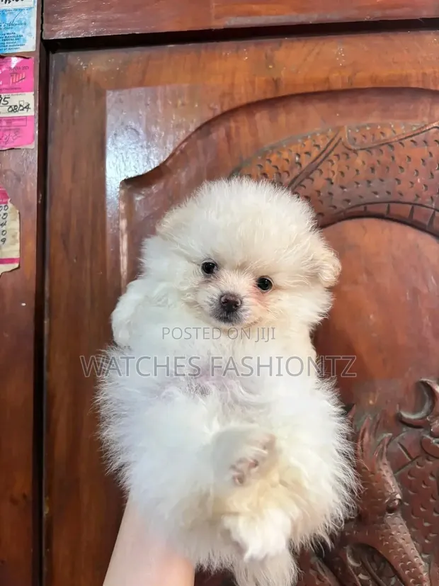 Mbwa wa Kiume Pomeranian Safi (0-1 Mwezi) - 1