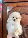 Mbwa wa Kiume Pomeranian Safi (0-1 Mwezi) - 1