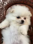Mbwa wa Kiume Pomeranian Safi (0-1 Mwezi) - 2