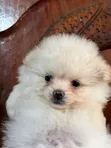 Mbwa wa Kiume Pomeranian Safi (0-1 Mwezi) - 3