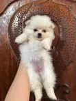 Mbwa wa Kiume Pomeranian Safi (0-1 Mwezi) - 4
