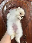 Mbwa wa Kiume Pomeranian Safi (0-1 Mwezi) - 5