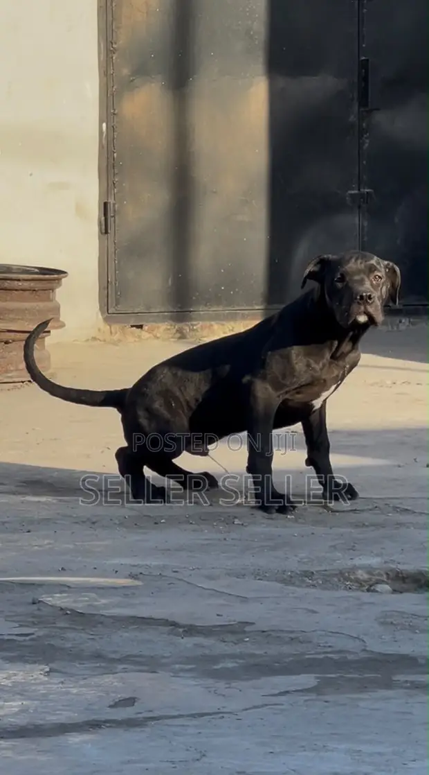 American Pit Bull Terrier Puppy, 4 Months Old - 1