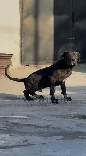 Mbwa wa American Pit Bull Terrier, Mwezi 4