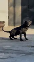 American Pit Bull Terrier Puppy, 4 Months Old - 1
