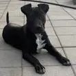 American Pit Bull Terrier Puppy, 4 Months Old - 2