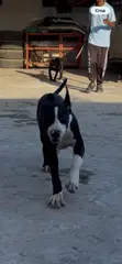 American Pit Bull Terrier Puppy, 4 Months Old - 3
