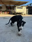 American Pit Bull Terrier Puppy, 4 Months Old - 4