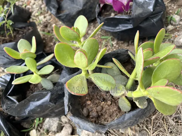 Jade Plant (Bilionea Flower) - Affordable Price - 1