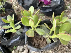 Jade Plant (Bilionea Flower) - Affordable Price