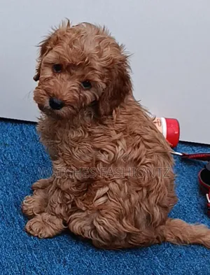 Purebred Poodle Puppy (1-3 Months)