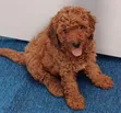 Purebred Poodle Puppy (1-3 Months) - 2