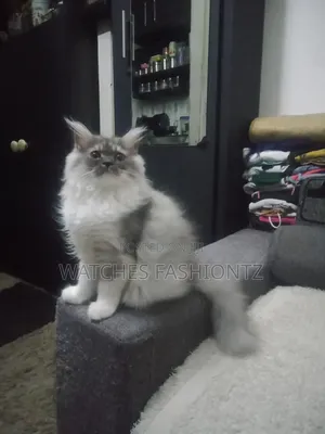 Kitten wa Kike wa Kiasili wa Norwegian Forest (Miezi 1-3)