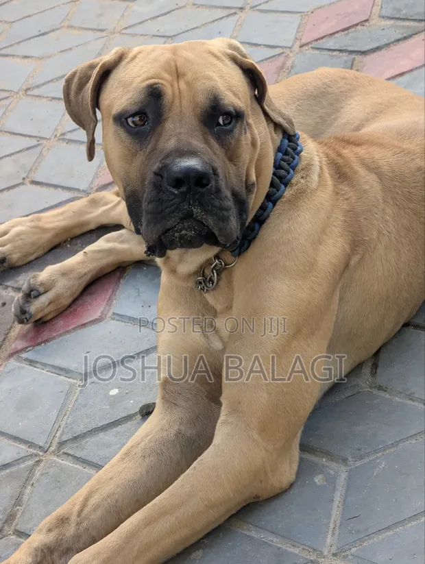 Purebred Boerboel Male, 1+ Year Old - 1