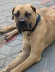 Boerboel Dume Safi, Zaidi ya Mwaka Mmoja - 2