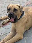 Boerboel Dume Safi, Zaidi ya Mwaka Mmoja - 3