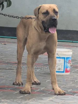 Boerboel Dume Safi, Zaidi ya Mwaka Mmoja