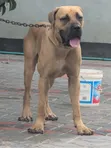 Boerboel Dume Safi, Zaidi ya Mwaka Mmoja - 4
