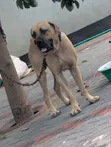 Boerboel Dume Safi, Zaidi ya Mwaka Mmoja - 5