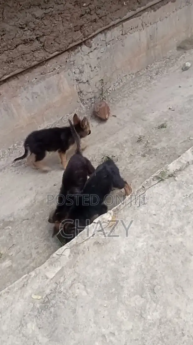 Mbwa wa Kike Mchanganyiko wa German Shepherd (Miezi 1-3) - 1