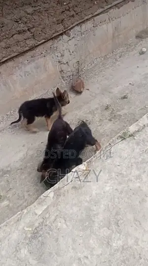 Mbwa wa Kike Mchanganyiko wa German Shepherd (Miezi 1-3)