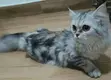 Female Purebred Persian Cat, 1+ Year Old - 1